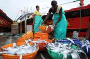 Dakshina Kannada fish catch rises to 1,97,381 tonnes in FY26