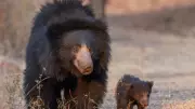 Daroji Sloth Bear Sanctuary: A Unique Wildlife Experience Near Hampi