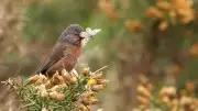 Dartford Warbler Makes Remarkable Comeback in UK After Near Extinction