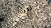 Decomposed Tigress Carcass Found in Chandrapur Forest, Death 30 Days Old