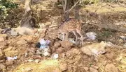 Deer in Chennai Forest Risk Health from Garbage Foraging