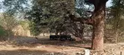 Defence Land in Pune Cantonments Misused for Dumping and Grazing