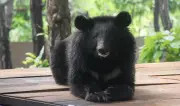 Dehradun Zoo Opens New Enclosure for Rescued Himalayan Black Bear