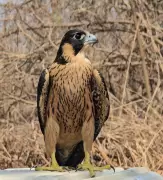 Dehydrated Shaheen Falcon Rescued in Mumbai Amid Heatwave