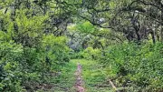 Delhi Grants Reserved Forest Status to Central Ridge After 30-Year Wait