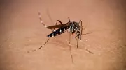 Dengue Fever: Why Early Testing Matters for Timely Treatment