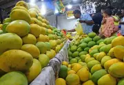 Dharwad Alphonso Mango Direct Sale Initiative Launches to Benefit Farmers and Consumers
