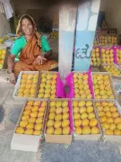 Dharwad Mango Mela Cancelled Due to 70% Drop in Yield
