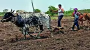 Diesel shortage in Marathwada forces farmers to use oxen for ploughing