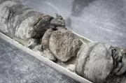 Dinosaur Fossil Discovered 763 Feet Below Denver Museum Parking Lot