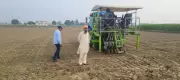 Direct Seeded Rice Sowing Saves Water, Cuts Labour Costs in Haryana