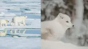 Discover 7 Incredible Snow Animals That Thrive in Freezing Cold
