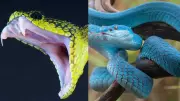 Discover the World's Most Stunning and Beautiful Snakes