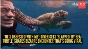 Diver's Video of a Sea Turtle's Unusual Behavior Goes Viral