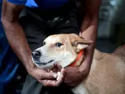 Dog Menace: SC Balances Public Safety with Animal Welfare