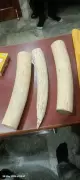 DRI Seizes Elephant Ivory Tusks Worth Rs 2 Crore in Mysuru Raid