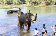 Dubare Elephant Tragedy: A Wake-Up Call for Wildlife Tourism