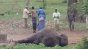 Dubare Tragedy: Elephant Marthanda Dies, Mahout Grief-Stricken