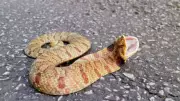 Eastern Hognose Snake: Nature's Best Actor Plays Dead, Vomits, and Defecates