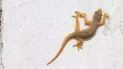 Easy Lemongrass Oil Tricks to Naturally Repel Lizards from Home