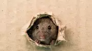 Effective Natural Tips for a Rodent-Free Backyard