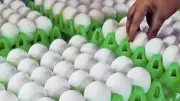 Egg Prices Surge in Guwahati Amid Rising Fuel Costs and Supply Gap