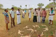 Eight Goats Killed in Stray Dog Attack in Tirupur, Farmers Protest