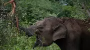 Elderly Man Killed in Wild Elephant Attack in Kerala's Athirappally
