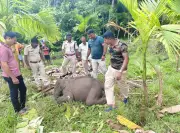 Elephant Calf Found Dead in Karnataka, Suspected Tusker Attack