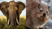Elephants and Hyraxes: The Surprising Genetic Link Revealed by Science