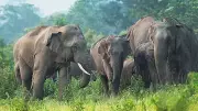 Elephants in Arunachal Pradesh Scale New Heights at 3,266 Metres