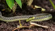 Encountering Snakes in Your Yard: Identification and Safety Tips