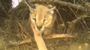 Endangered Caracal Conservation Efforts Underway in Jaisalmer's Shahgarh Region