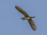 Eurasian Bittern's Booming Call Echoes Across British Wetlands