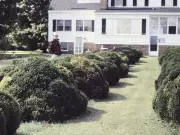 Evergreen Shrubs for Front Entry: Year-Round Garden Structure and Beauty