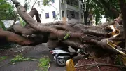 Exotic Trees Most Vulnerable to Toppling in Bengaluru Rains