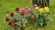 Expert Tips to Keep Hibiscus Blooming Throughout the Year