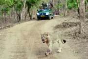Explainer: What's Behind India's Big Push for the Big Cat Alliance