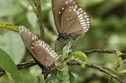 Extreme Heat in Pune Reduces Butterfly Sightings This Season