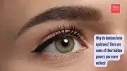 Eyebrows: Evolution's Hidden Tool for Communication and Identity
