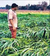 Farm Sector Suicides Decline to 10,546 in 2024, NCRB Data Shows