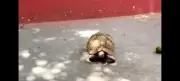 Farmer's Alertness Helps Rescue Rare Indian Star Tortoise in MP