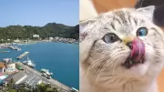 Feral Cat Removal Triggers Rapid Ecosystem Recovery on Japan's Chichijima Island
