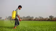 Fertiliser Crisis: India Must Rethink Agrifood Support Policy for Diversification