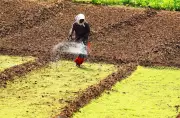 Fertiliser Price Hike Sparks Fear Among Farmers Ahead of Kharif Season