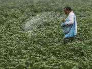 Fertiliser Samples Fail Quality Test in Faridkot District