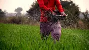 Fertiliser subsidy may exceed Rs 1.71 lakh crore budget amid West Asia crisis