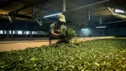 First Flush Tea: The Perfect Summer Brew for Tea Lovers