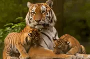 First International Big Cat Alliance Summit Rescheduled to April 2025