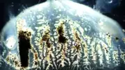 First Sighting of Highly Venomous Box Jellyfish in Indian Waters Reported by Goa Scientists